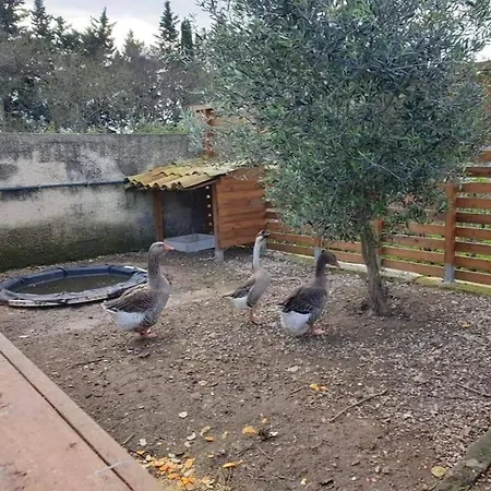 Barbera Con Piscina Siraküza