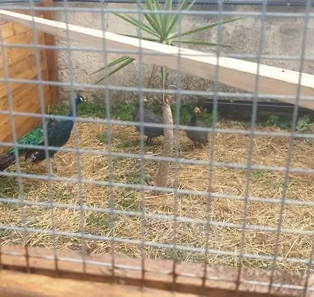 Barbera Con Piscina *